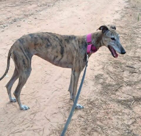 Kenia, galga bring&eacute;e tr&egrave;s c&acirc;line 195 24140 Douville