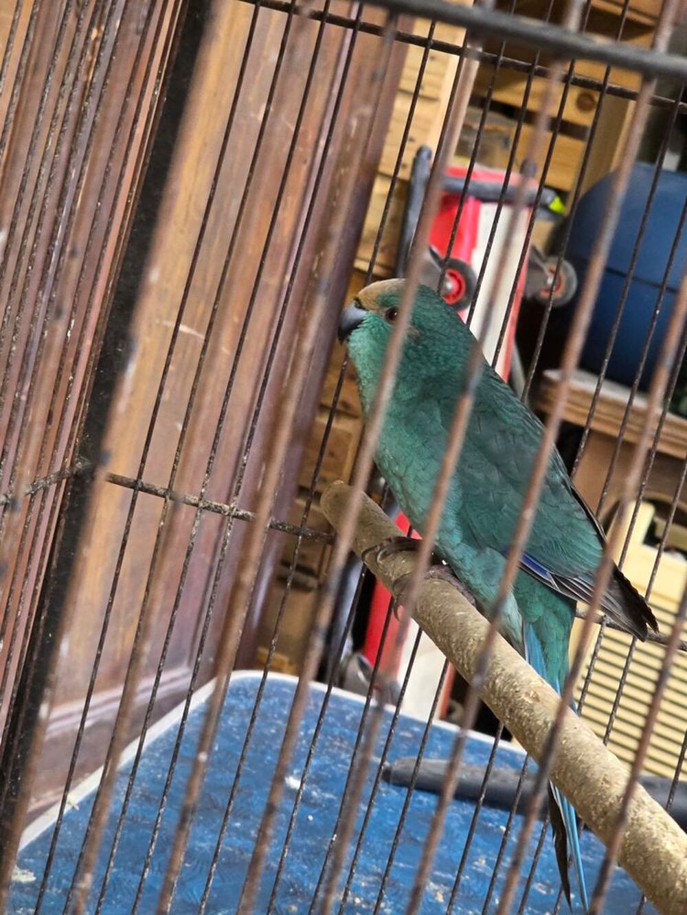   Kakariki  