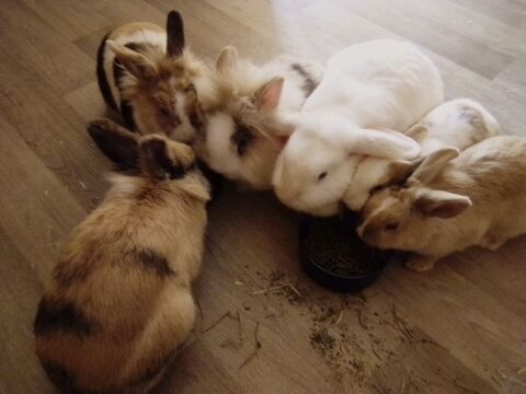 Garde vos petits animaux de compagnie (NAC) 0 89340 Villeblevin