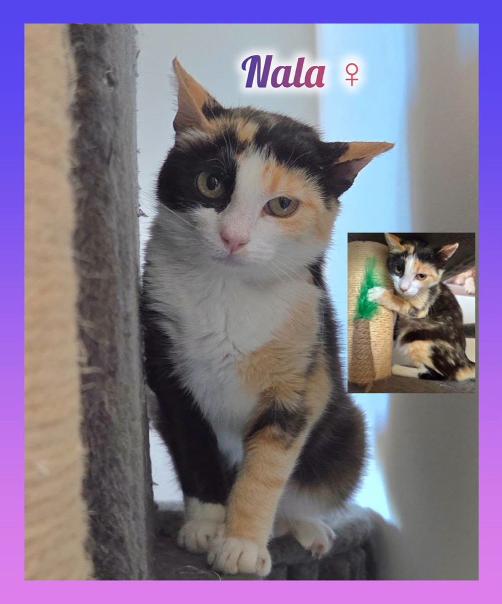   Adoption SOS NALA 