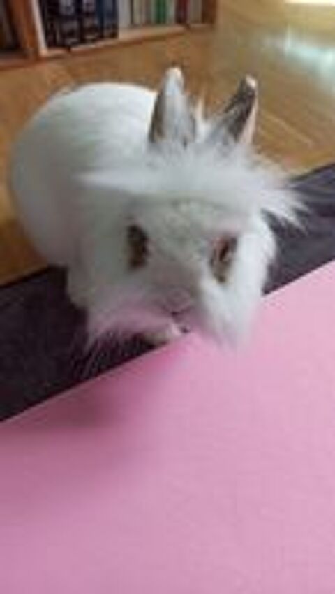   Donne lapin contre bons soins 