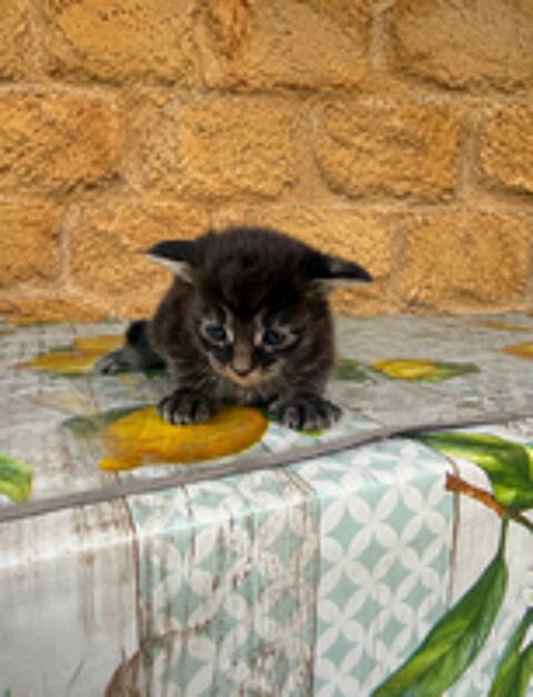   Maine coon chatons  