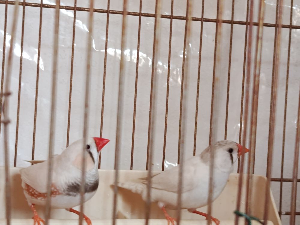   Couple mandarins  