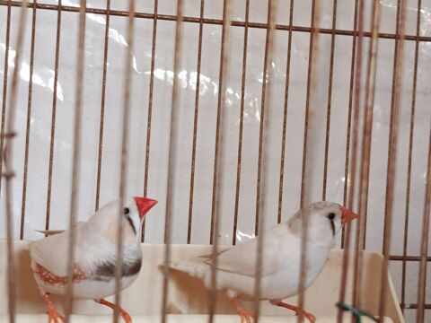 Couple mandarins 0 31410 Longages