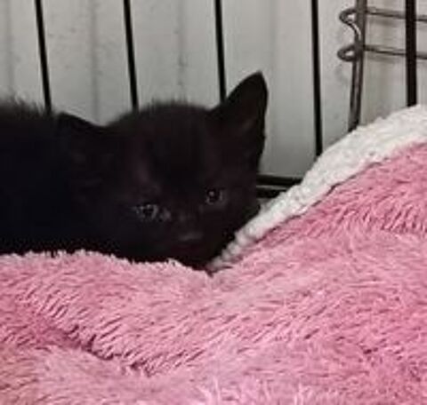   Chat KENZO à l adoption 