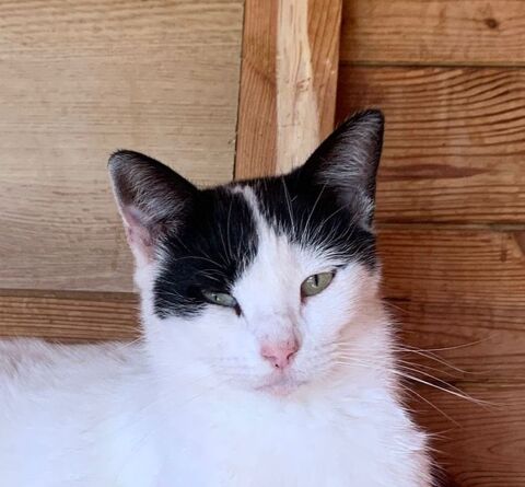 ALEX 220 27620 Gasny