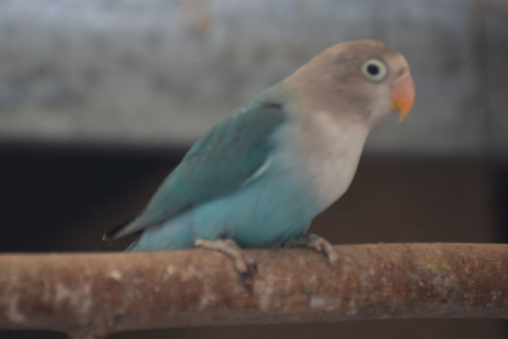   Inséparable Fisher Opaline 