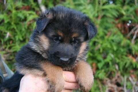 Chiots Berger Allemand LOF poils courts 1200 51370 Ormes