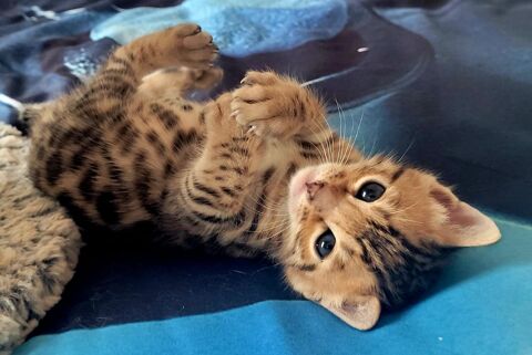Chatons Bengals LOOF m&acirc;les et femelle  1450 85230 Beauvoir-sur-mer