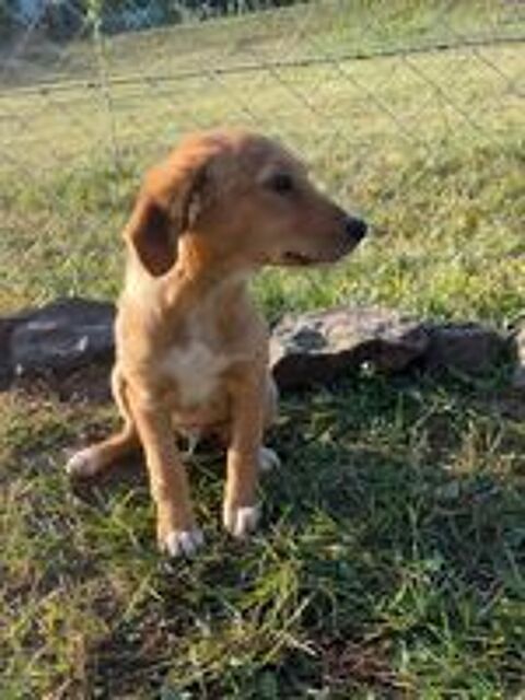   A L'ADOPTION LUI SE TROUVE EN REFUGE MACEDOINE DU NORD 
