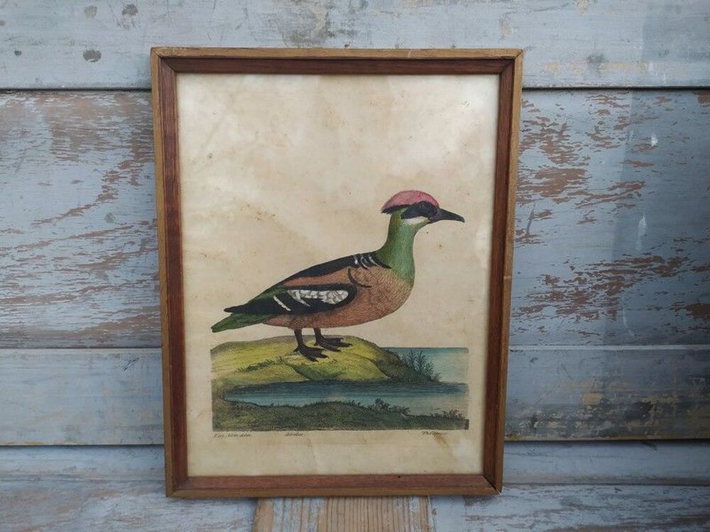 Tableau Gravure Ornithologie Albellus Eleazar Albin XVIIIe 