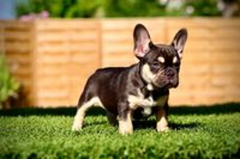   Chiots Bouledogue Français Exotiques d'exception disponibles 
