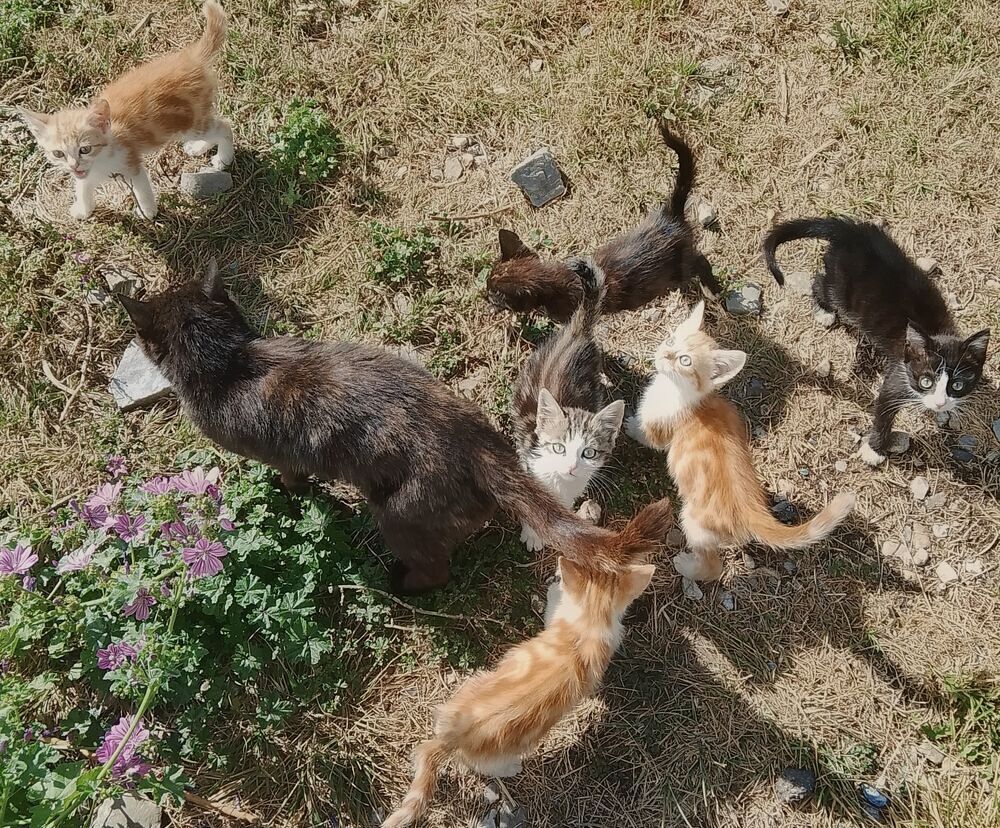   Chatons disponible sevré. 