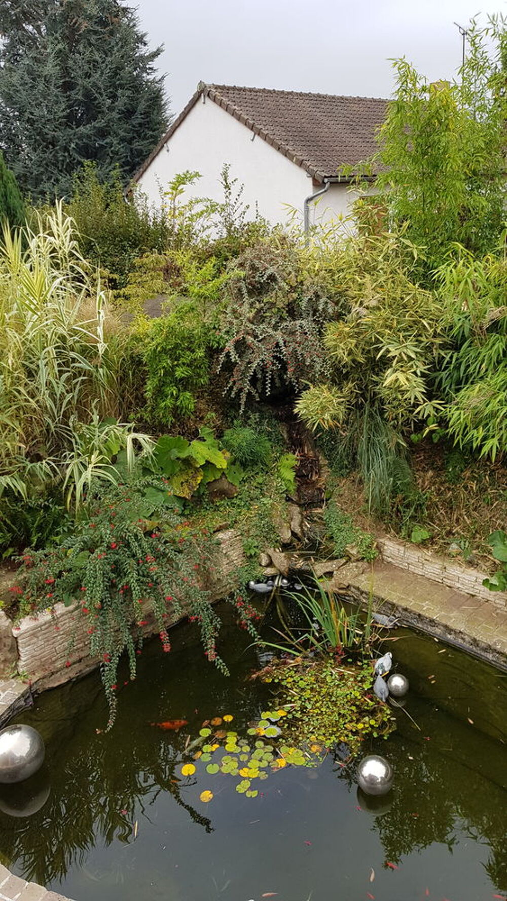 plante de bassins Jardin