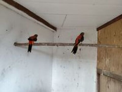   Recherche oiseaux turquoisine male très rouges 
