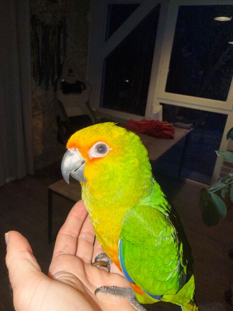 Conure Jandaya x soleil EAM 500 40190 Pujo-le-plan