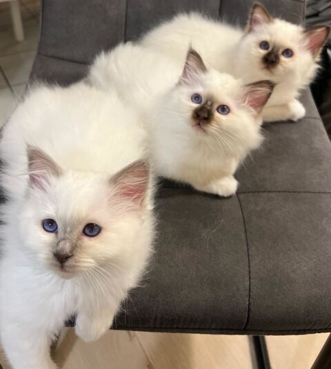 Magnifiques chatons Sacré de Birmanie ? Région Parisienne 950 93250 Villemomble