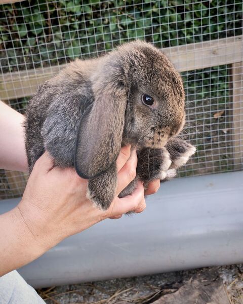 Lapin petit b&eacute;lier 15 60430 Saint-sulpice