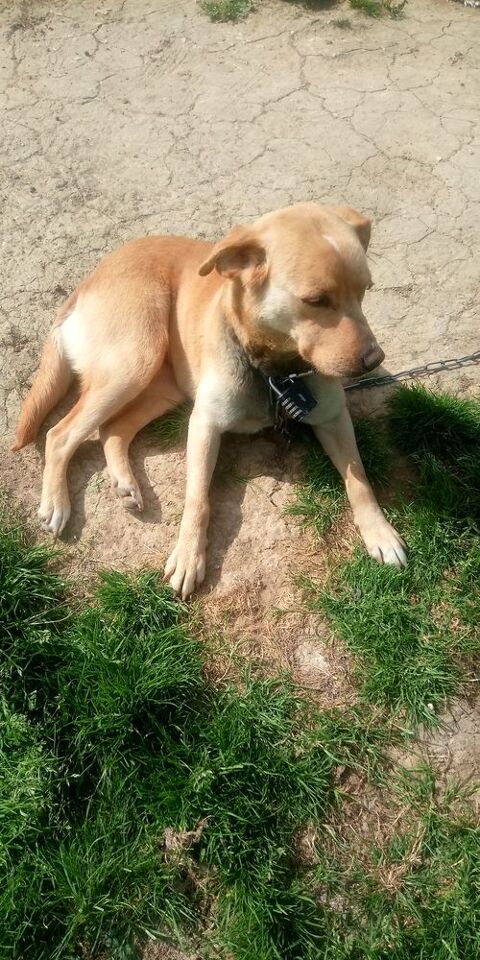 Donne contre Bon soin ma chienne 0 36500 Saint-lactencin