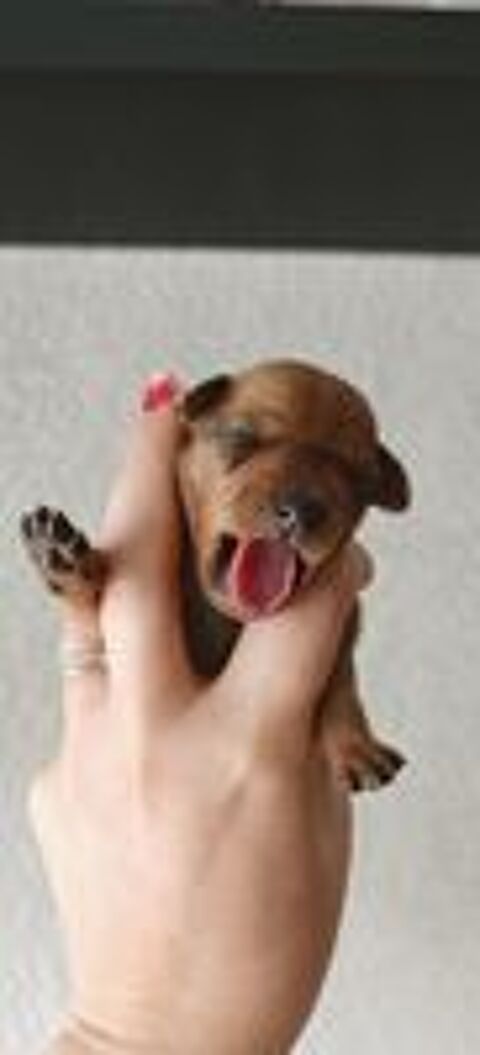   Pinscher nain 