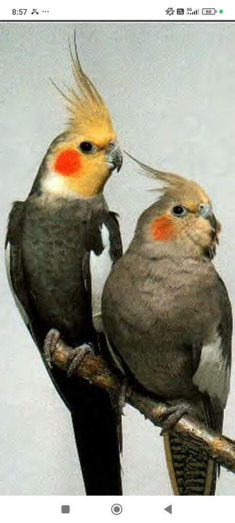Couple calopsittes reproducteur 70 77330 Ozoir-la-ferri�re