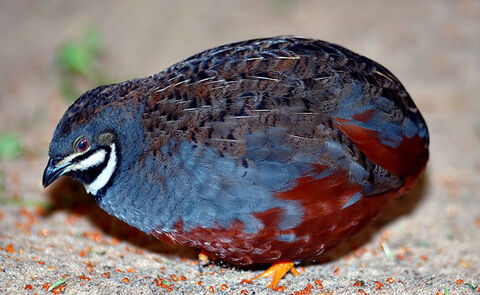 caille de chine 12 33240 Saint-andr-de-cubzac