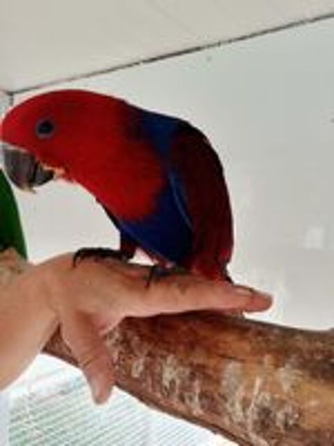   Eclectus de l'année eam 