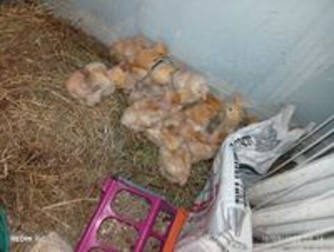   Poulets  donne des poussins  futur poules pondeuses rousse  