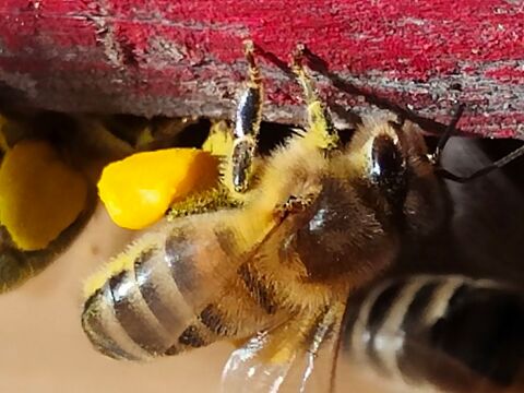 Essaims d'abeilles. 150 22320 Saint-martin-des-prs