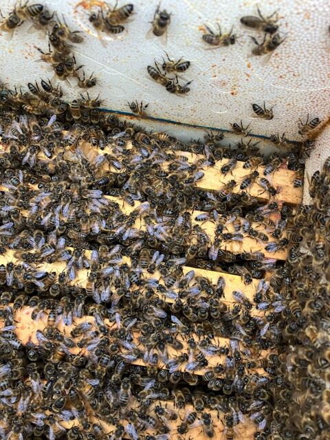 Essaim d abeilles souches carpatica sur 6 cadres 130 77410 Villevaud