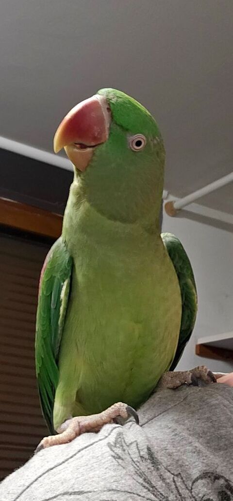 Grand Alexandre femelle eam &acirc;g&eacute; 2 ans 350 60550 Verneuil-en-halatte