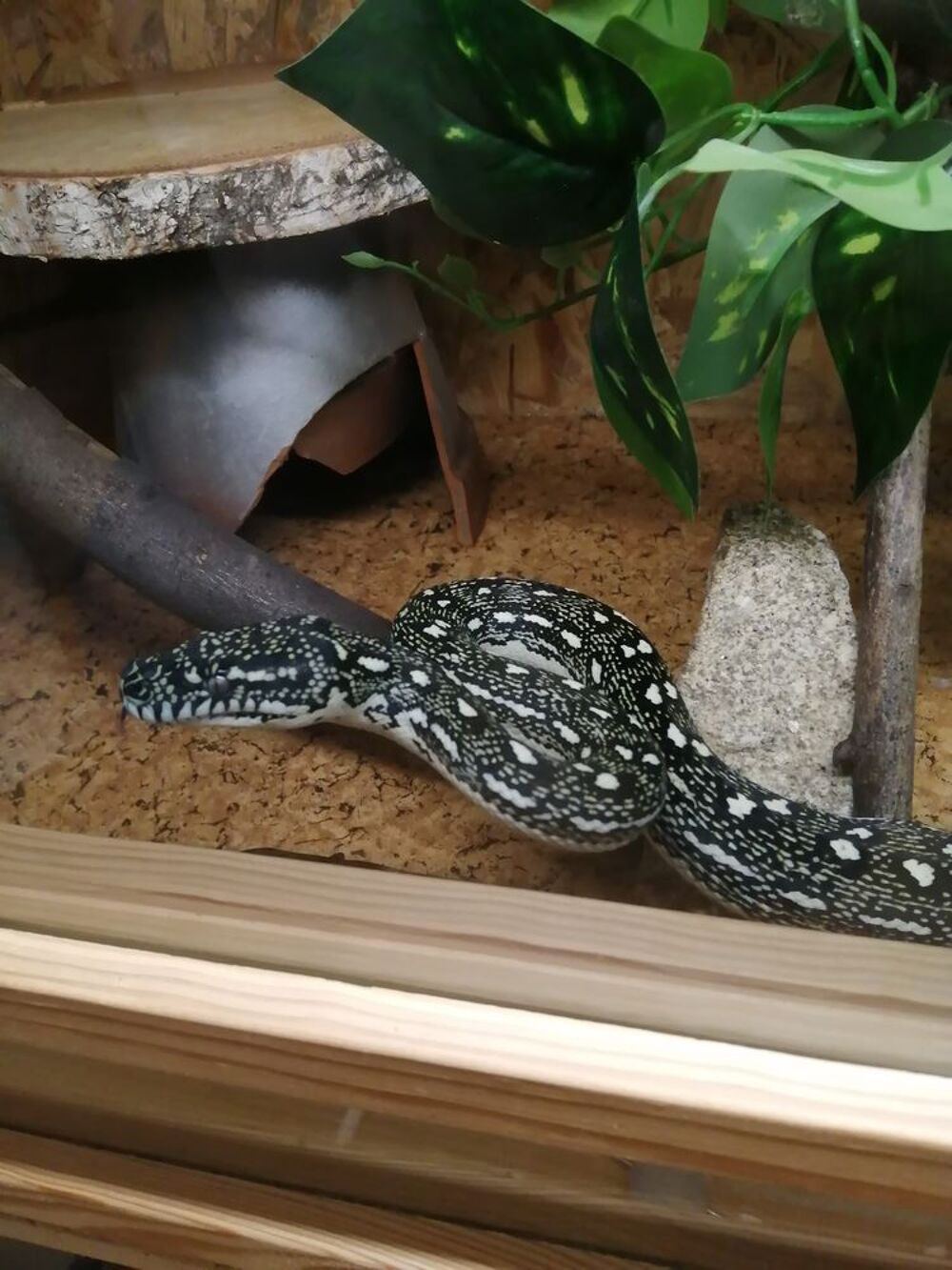   Morelia spilota spilota  