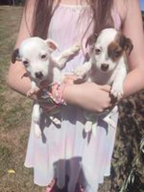   Chiots Jack Russel  