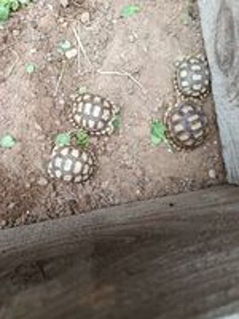  Tortue  sulcata centrochelys 