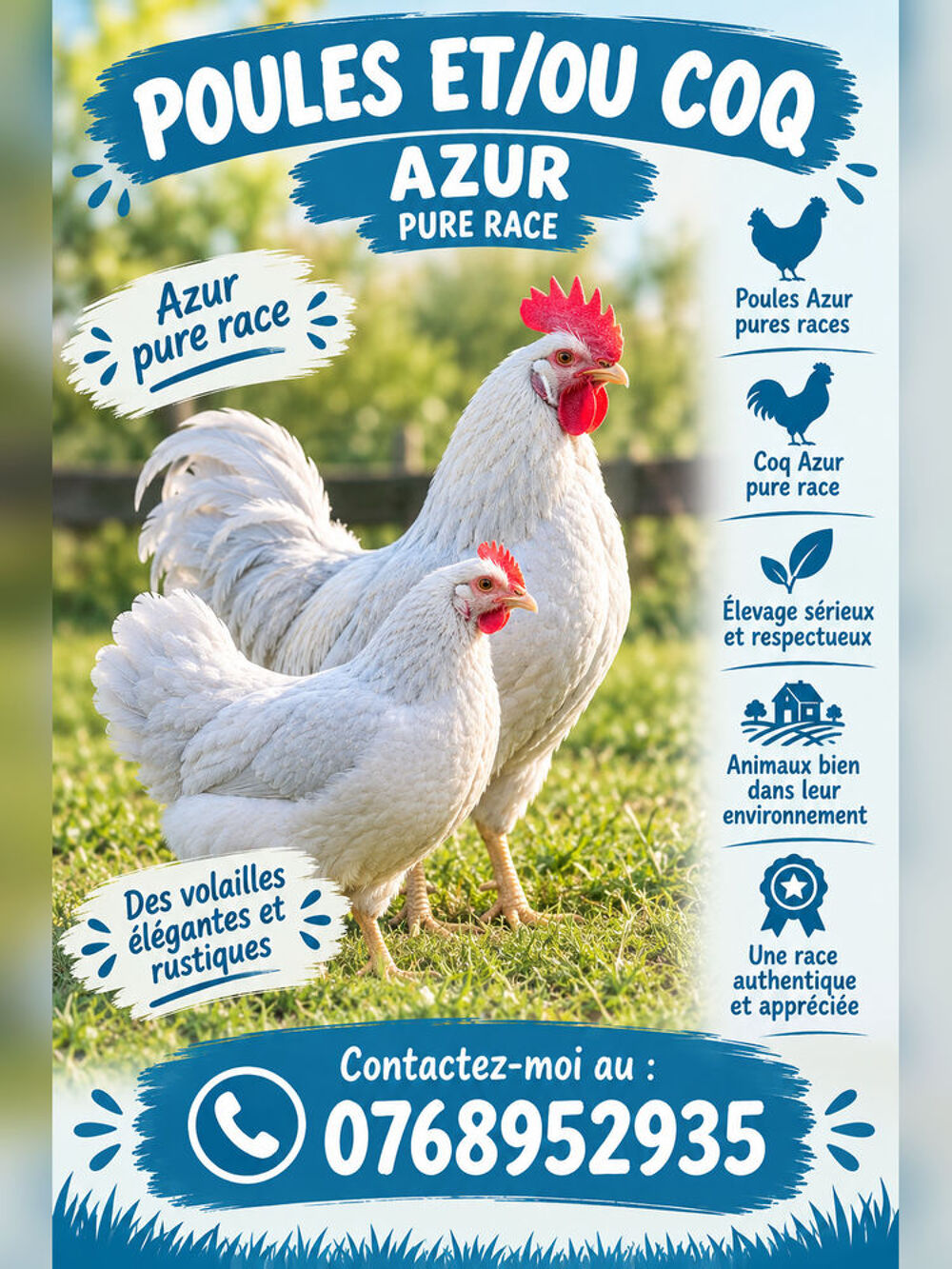   Poules & coqs Azur pure race 