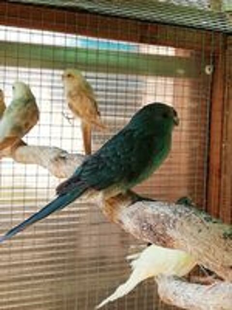   kakariki toutes couleur baguer 2025 