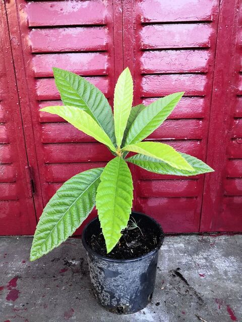 plant de Nflier du Japon (bibacier, loquat) de 30 cm env 35 La Seyne-sur-Mer (83)