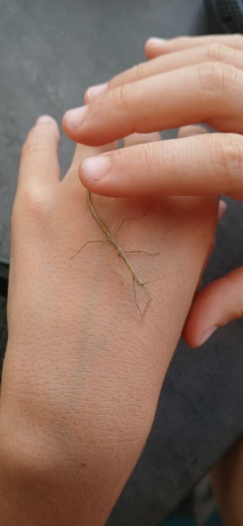 Phasme bâton 5 53240 Alexain