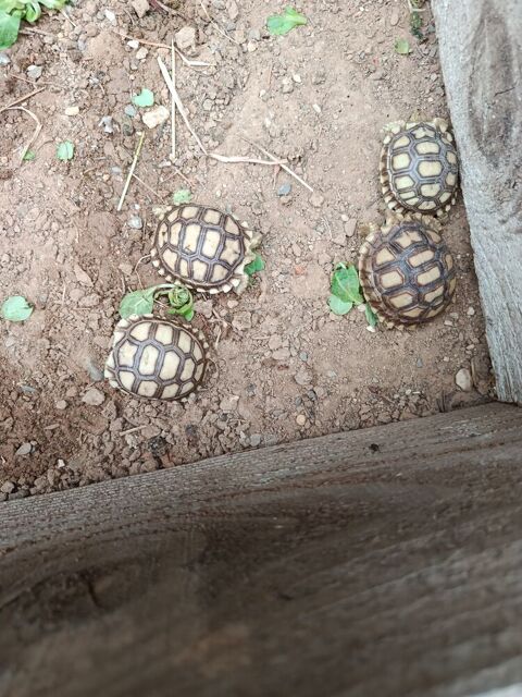 Tortue  sulcata centrochelys 130 34450 Vias