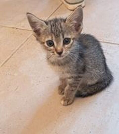   Chat LUCIA à l adoption 