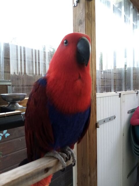 perroquet Eclectus EAM  
2 males 
2 femelle 800 29430 Plouescat