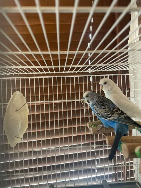 Perruche ondulée + cage 50 77340 Pontault-combault