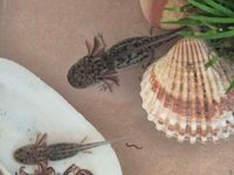   Axolotl  