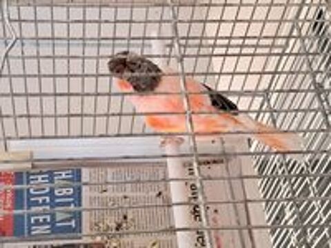   Couple de canari arlequin 