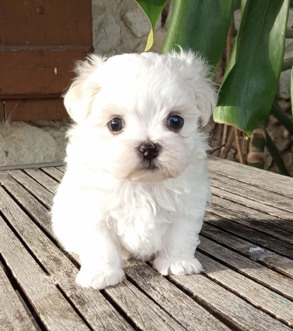   Magnifique femelle type bichon maltais de petit gabarit 