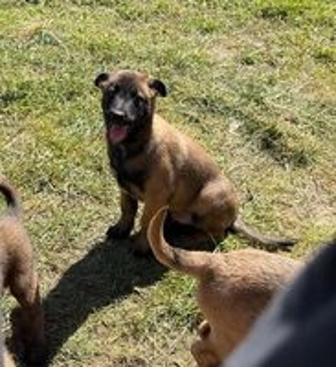  Malinois 