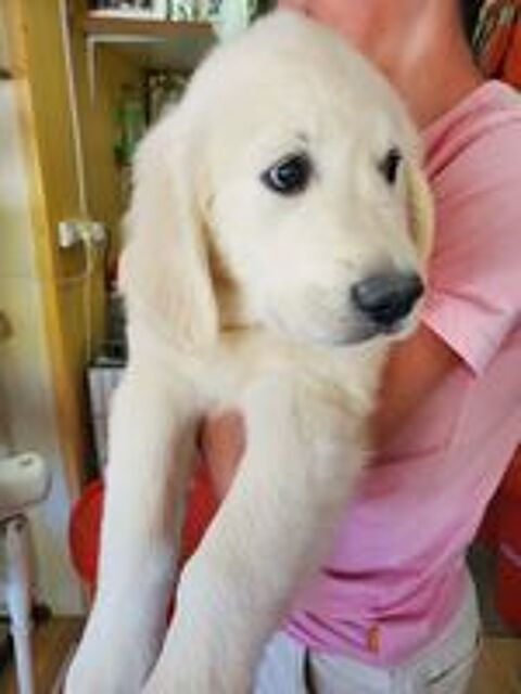   Chiot mâle Golden Retriever LOF  