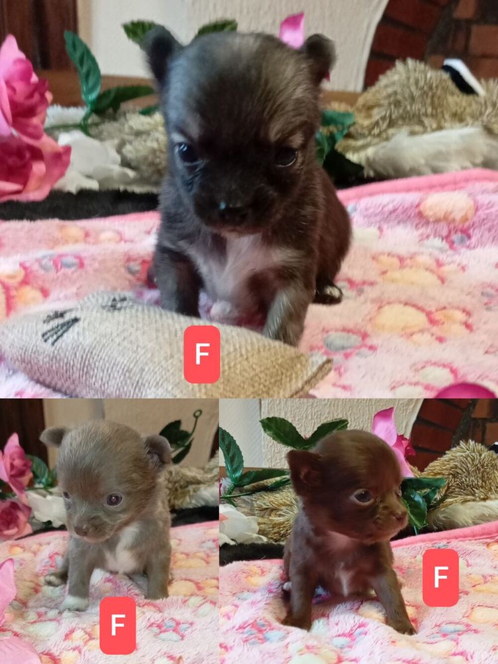   Disponible chiot femelle chihuahua poils longs  