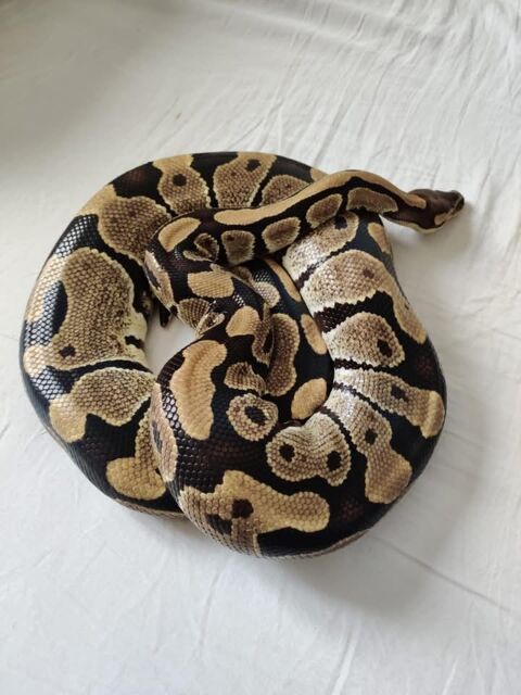 Python royale 150 77320 La fert�-gaucher