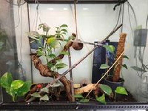   Terrarium complet avec gecko a crête 